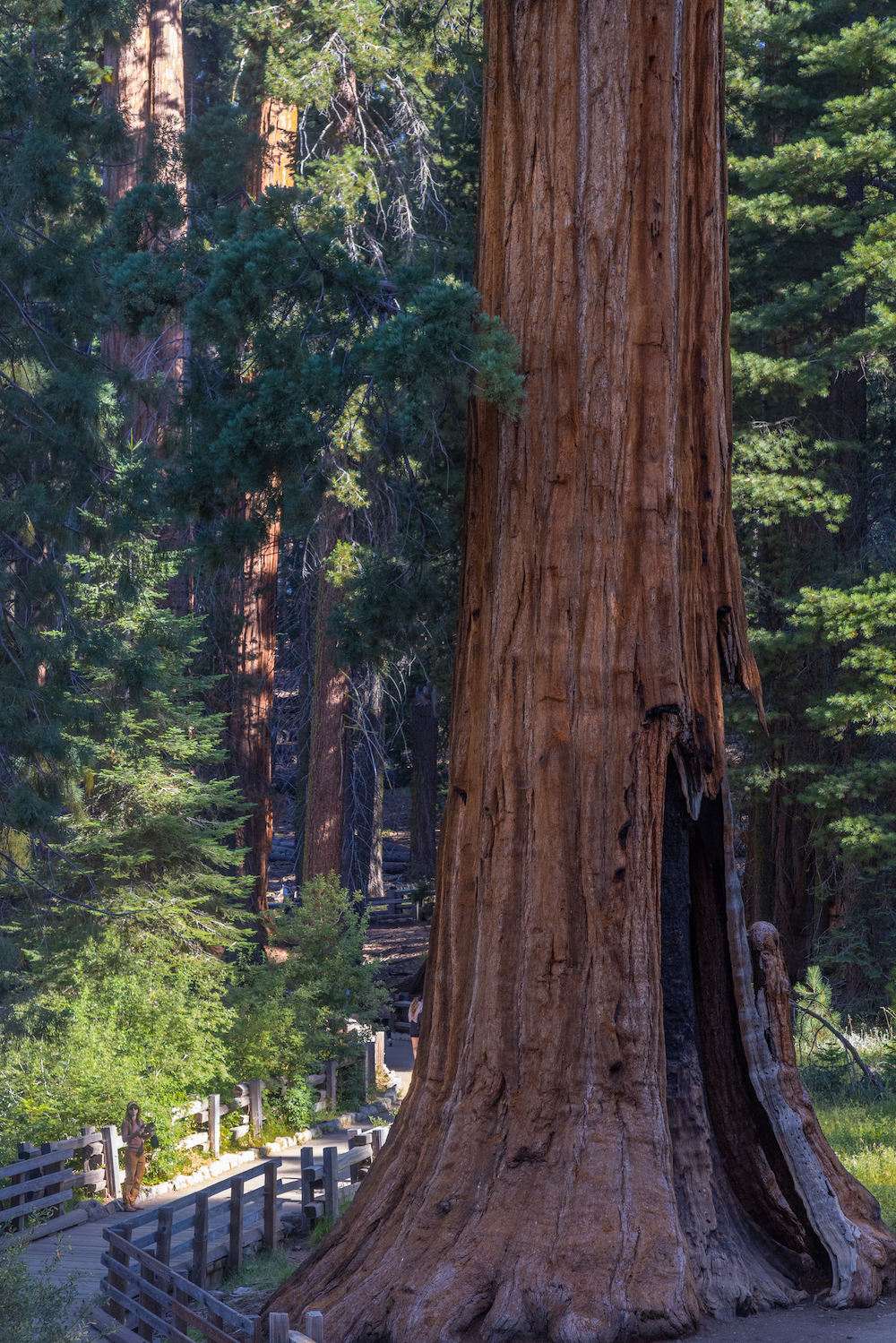 California Photo